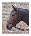 Waldhausen Knotted Halter with Reins