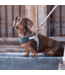 ROGZ Urban Range Fast-Fit Harness for Dogs