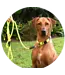 ROGZ Rope Classic dog leash