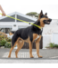 ROGZ Rope Quick-Fit Dog leash