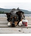 Tri-Acta H.A. Joint Supplement Dog/Cat