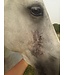 Leovet Huile Bio-Skin