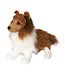 Douglas Shetland Sheepdog plus