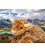 Douglas Highland Cattle Plush