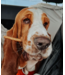 Hero Dog Treats Mini Bully Stick