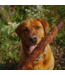 Hero Dog Treats Beef collagen sticks