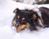 Habiller son chien l'Hiver : Une bonne ou mauvaise idée ?