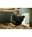 HealthiStraw FarmStraw - Straw Litter for Pets