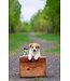 Baci+ Pre & Probiotics Intestinal health for dogs