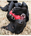 KONG Classic for Dogs