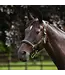 Velociti Lusso Padded Leather Black Headcollar