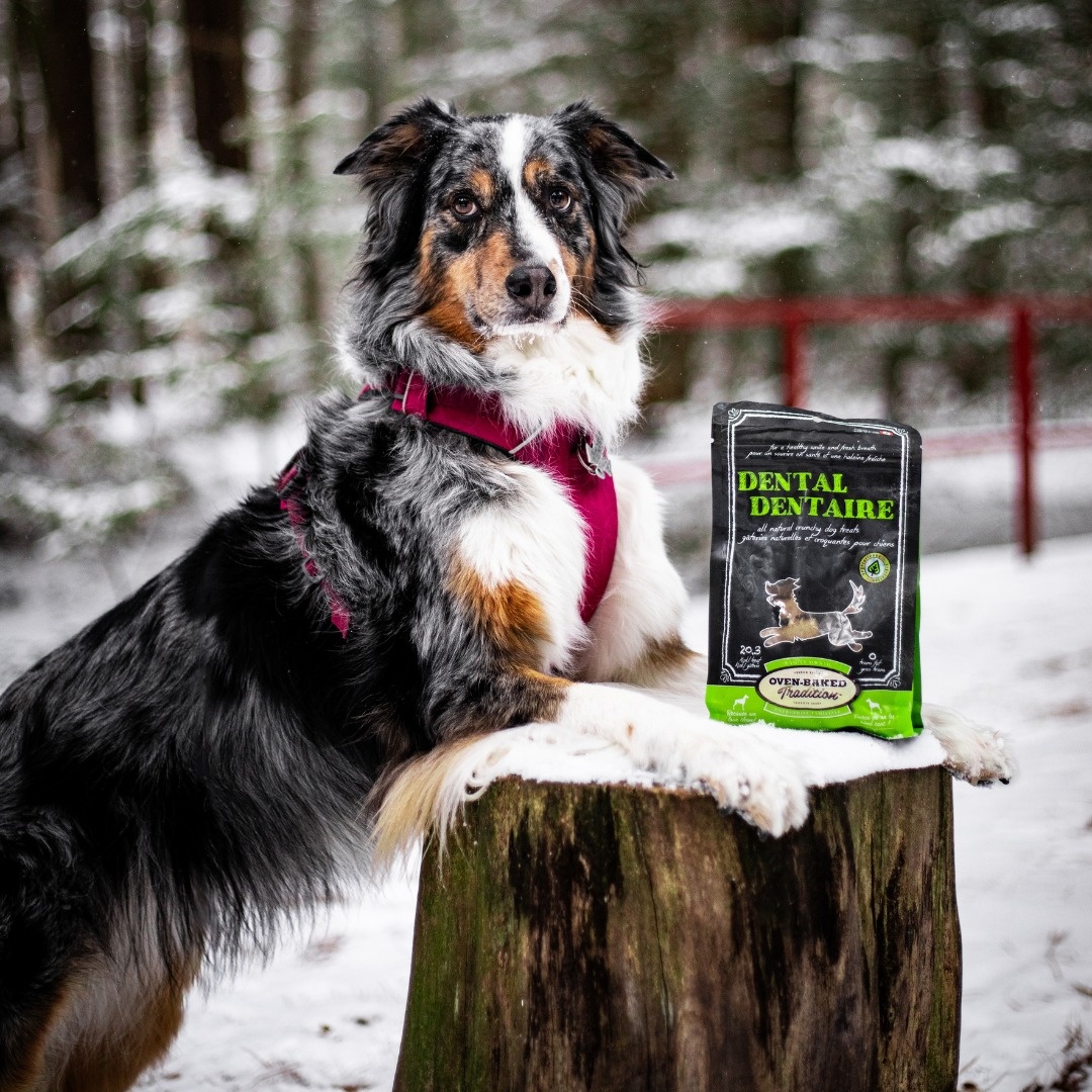 OVENBAKED TRADITION Gâterie dentaire Paddock Animal