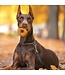 Nothin' To Hide Bacon Bagel Premium Collagen Dog Chew