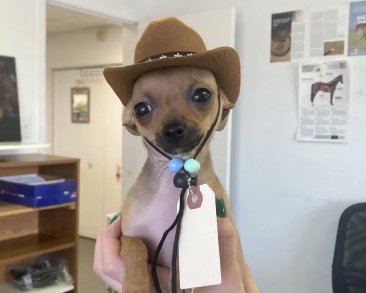 Chapeau De Cowboy Marron Pour Chien + Bandana Rouge - Accessoire Fête Western Pour Animaux