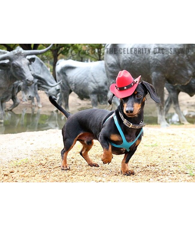 Dog cowgirl hat hot sale