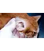 First Companion Ear Mite Lotion