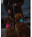 RC Pets Nova LED Light