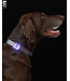 RC Pets Nova LED Light