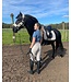 BR Equestrian Licou Ellen avec Mouton Dove