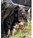 RC Pets Black Adventure Kitty Harness