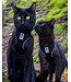 RC Pets Black Adventure Kitty Harness