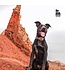 MyFamily El Paso Brown Dog Collar