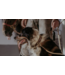 MyFamily El Paso Brown Dog Collar