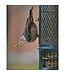 Maska Select Dried Insects for Wild Birds