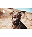 MyFamily Ascot Dog Collar in Greased Italian Black Leather