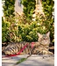 RC Pets Primary Kitty Harness