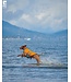 RC Pets Veste de flottaison Tidal Life pour Chien
