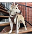 Dexypaws Espresso Waterproof Dog Collar