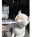 Baci+ Solutions Probio pour chat