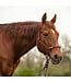 Cashel Licou en Corde Beaded Nose