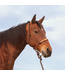 Cashel Beaded Nose Halter