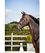 Dy'on Bride Patent Large Crank Noseband avec Flash