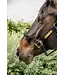 Kentucky Horsewear Black Control Halter