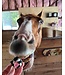 Boo & Moo 8Pack Regular Horse Cookies with Icing