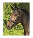 Shires Equestrian Cushioned bridle with flash