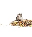 Les Grains Douglass Hamster/Gerbil mix