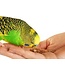 Les Grains Douglass Budgies mix