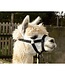Matélevage Adjustable nylon halter for Alpaca