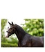 BR Equestrian Bride de Dressage en Cuir Andover