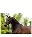 BR Equestrian Bride de Dressage en Cuir Andover