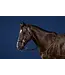 Dy'on Bride Hackamore New English