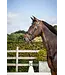 Dy'on Patent Large Crank Noseband Bridle with Flash