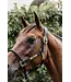 Kentucky Horsewear Licol Anatomique en Cuir Noir