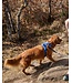 RC Pets Harnais pour Chien Momentum Control Sapphire