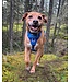 RC Pets Harnais pour Chien Momentum Control Sapphire