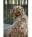 Kentucky Dogwear Laisse en Nylon Pied-De-Poule Brun